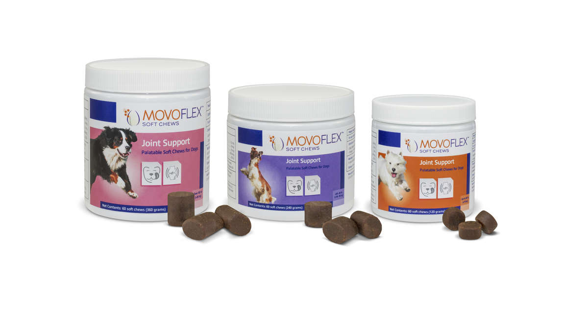 Iverhart Plus For Small Dogs Iverhart Plus For Small Dogs